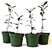 9Greenbox Bay Laurel Herb Pot Set, 4 Inch x 4 Inch, (Pack of 4)