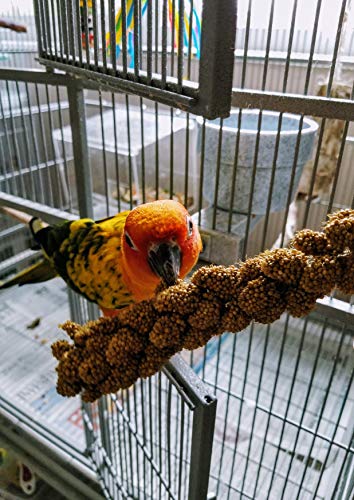 3 Birds+LOVE+Cockatiel+Lovebird+Parakeet