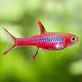 Fitfuion Exclamation Point Rasbora Live Fish