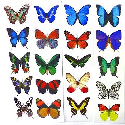 A4 Realistic Looking Real Life Sized Butterfly Poster Ornithoptera Goliath Alexandrea Interior Wall Decor Butterfly Print Download