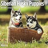Siberian Husky Puppies Cal 2020 by