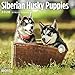 Siberian Husky Puppies Cal 2020 by