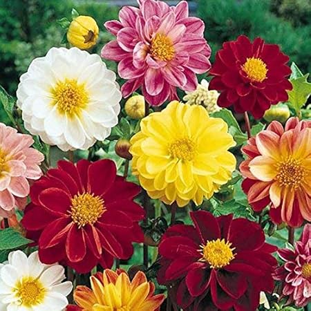 Go Green Improved Dahlia Mignon Mix Flower Seeds (Pack of 100)