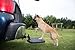 Heininger 3052 PortablePET Twistep Dog Hitch Step