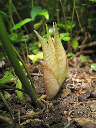 はなみどり セール 登場から人気沸騰 たくさん芽が出るみょうが 苗 2株