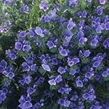 Outsidepride Echium Blue Bedder - 1000 Seeds