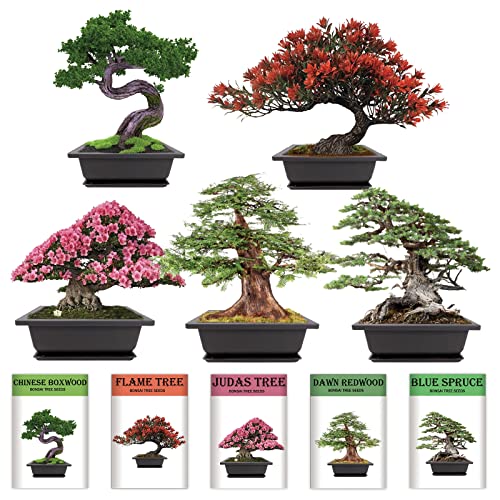 Bonsai Tree Seeds Kit 5 Non GMO Heirloom Bonsai Seeds Growing into