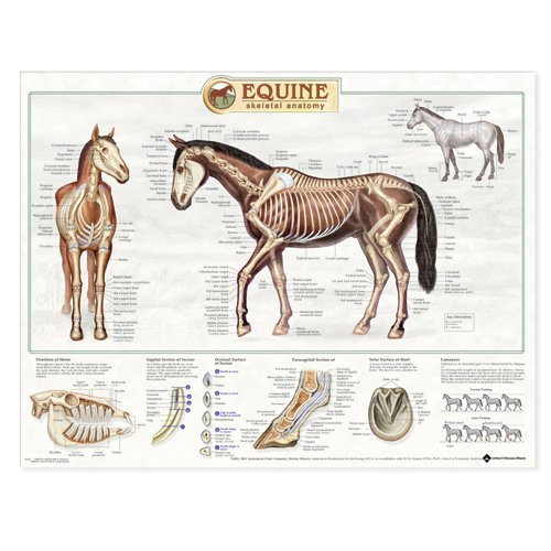 Equine Skeletal System Anatomical Chart Equine Skeletal System Anatomical Chart