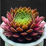 Live Succulent Plant Mini Succulents(Sempervivum L.)