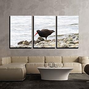Black Oystercatcher on Bc Canada x3 Panels