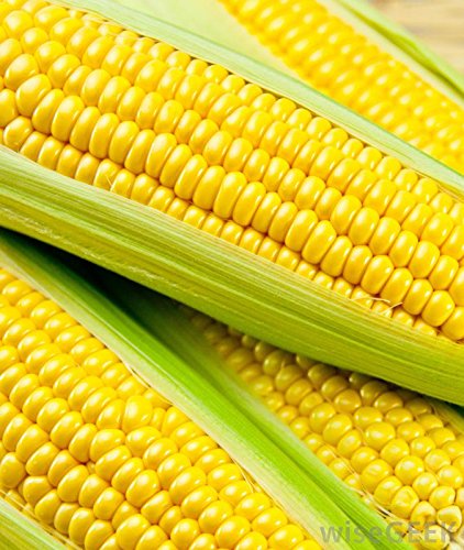 Sweet Corn F1 Hybrid Vegetable Seeds by Garden Care(Pack of 5)