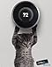 Cute Hanging Baby Kitten cat Door Decal Sticker #6067A