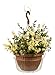 Plastec Products HS12 Saucer for Hanging Plants, 12-Inch