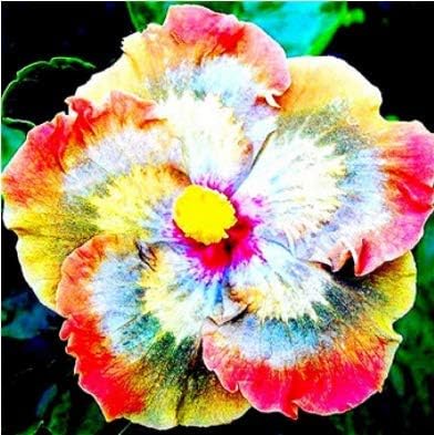 Amazon Com Kouye Gardenseeds 50 Pieces Giant Hibiscus Flower Seeds Garden Balcony Bonsai Seeds Exotic Hibiscus Seeds Hardy Perennial Plant Seeds Garden Outdoor