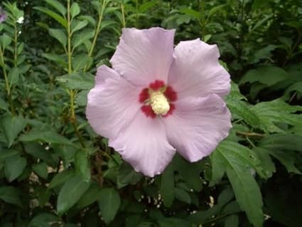 Amazon Com 50 Light Pink Rose Of Sharon Hibiscus Syriacus Flower Tree Bush Shrub Seeds Mixcomb S H Flowering Plants Garden Outdoor