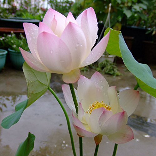 Adarl 10pc/Package Pink Lotus Seeds Ornamental Plants Seeds Courtyard Garden With Flower Seeds Professional Pack