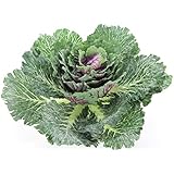 Admired By Nature GG8655-NATURAL Artificial Cabbage Home Kitchen Decoration