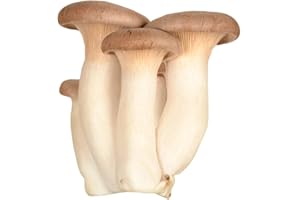 BRISTOL MUSHROOMS Fresh Picked Organic King Oyster Mushrooms