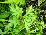 1/2 oz. MUGWORT~Herb~Psychic Powers & Protection
