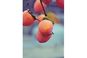10 pcs/Bag Exotic Persimmon Fruit Tree Outdoor Non-GMO Juicy Bonsai Potted Diospyros Kaki fruta Planta Home Garden