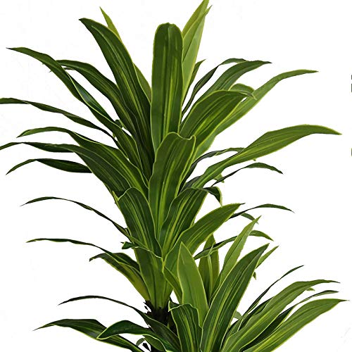 AMERIQUE Massive & Gorgeous 8ft Tropical Dracaena Artificial Tree Silk Plant, UV Protection, Nursery Plastic Pot, Feel Real Technology, Super Quality, 8 Feet, Emerald Green