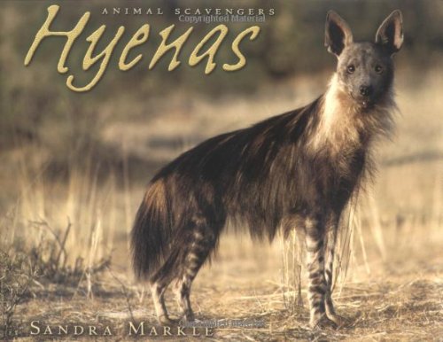Hyenas (Animal Scavengers)