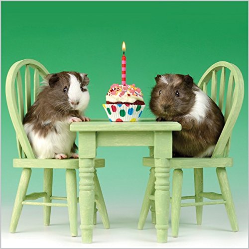 Photographic Greeting Card (ABA8643) Birthday - Birthday Guinea Pigs