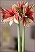 Amaryllis Bulb Green and Red Amaryllis Half & Half - Fast Blooming! |Ships from Easy to Grow TM