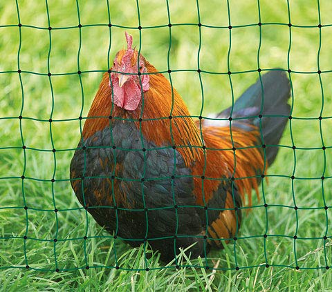 Kerbl Geflügelnetz PoultryNet 25 mtr., 106 cm Doppelspitze, grün, nicht elektrifizierbar 292279 – Bild 3