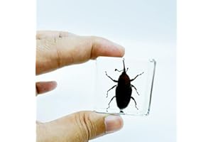 BETENSH Various Cute Resin Insects, Insect Specimens，Resin Preservation, Resin Amber for Children's Science Education, Collection (Weevil Beetle)