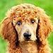 Poodles 2018 16 Month Wall Calendar 12 x 12 inches Bright Day Calendars Publishing