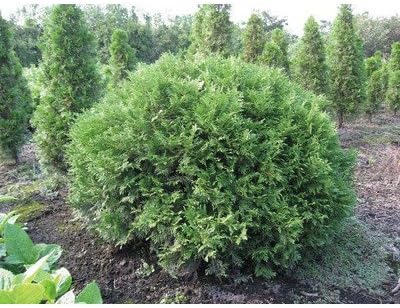 Amazon ニオイヒバ グリーングローブ 球形 列植 コニファー 植木 苗木 植木 Amazon ニオイヒバ グリーングローブ 球形 列植 コニファー 植木 苗木 植木