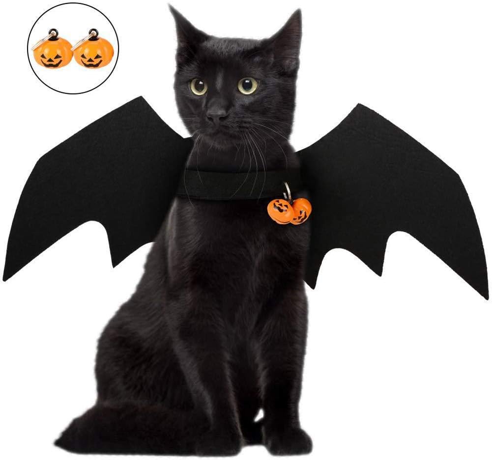 chewy royal canin chihuahua