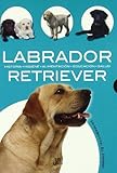 Labrador Retriever: Historia, higiene, alimentación, educación y salud / History, hygiene, food, e by 