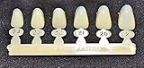 #7 Upper Right Lateral tooth - Dental Polycarbonate