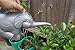 Trusted Buddy Cute Baby Elephant Watering Can