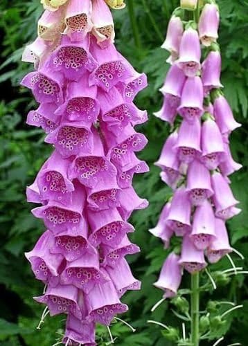 Amazon パープルフォックスグローブ種子 バルクフォックスグローブ 家宝花種子 トールスパイク 500ct 花
