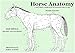 Horse Anatomy: A Pictorial Approach to Equine Structure by 