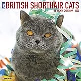 British Shorthair Cats 2020 Wall Calendar by 