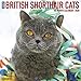 British Shorthair Cats 2020 Wall Calendar by 