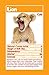 Baby Animals Top Trumps Card Game