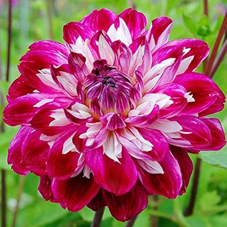 FERNSFLY Flower Bulbs IMP. Dahlia | Dhalia | Dahalia Perennial Flower Bulbs Excellent Quality Attractive Aromatic Flower Home Outdoor Gardening Flowering Bulbs (Pack Of 7 The Optic Illusion)
