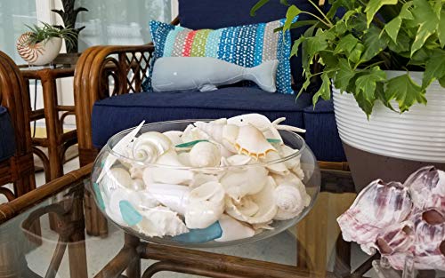 1 Tumbler+Home+White+Seashells+Glass