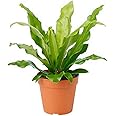 American Plant Exchange Birds Nest Fern, 6-Inch Pot, Japanese Variety, Low Light, Air-Purifying, Easy to Care Indoor or Outdoor Houseplant
