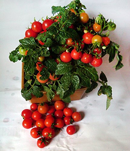 Harley Seeds 30 Dwarf Red Robin Tomato Seeds, Heirloom Non-GMO Sweet Cherry Tomato, Determinate, Open-Pollinated, Ideal for Containers and Small Gardens