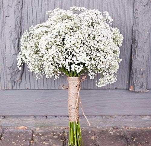 Baby's Breath Gypsophila elegans 1000 Seeds