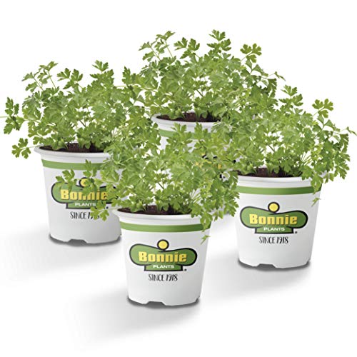 Bonnie Plants 4P5121 Italian (Flat) Parsley (4-PACK) 4-PACK 4-PACK