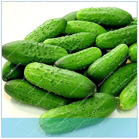 HONIC Frutas Pepino japonés 50 / Paquete Vegetal principios de la ...