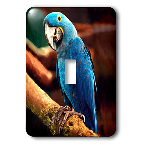 3dRose Hyacinth Macaw - Single Toggle Switch (lsp_954_1)