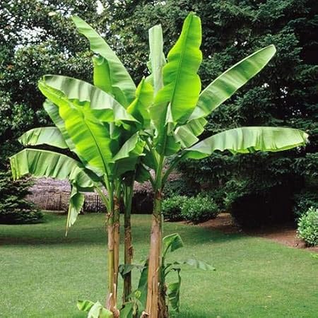 Bananenbaum Musa Basjoo - 1 baum